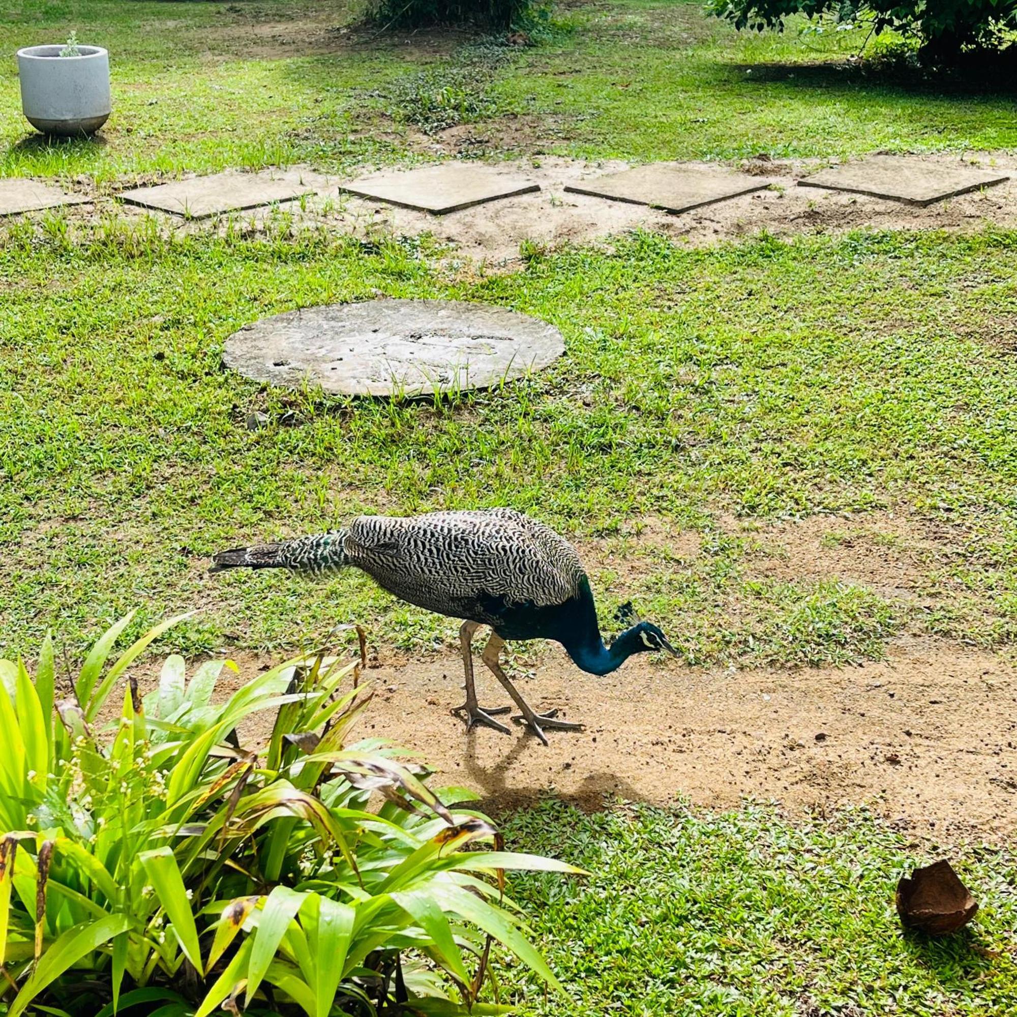 Hanguk Lanka Lagoon Villa Tangalle